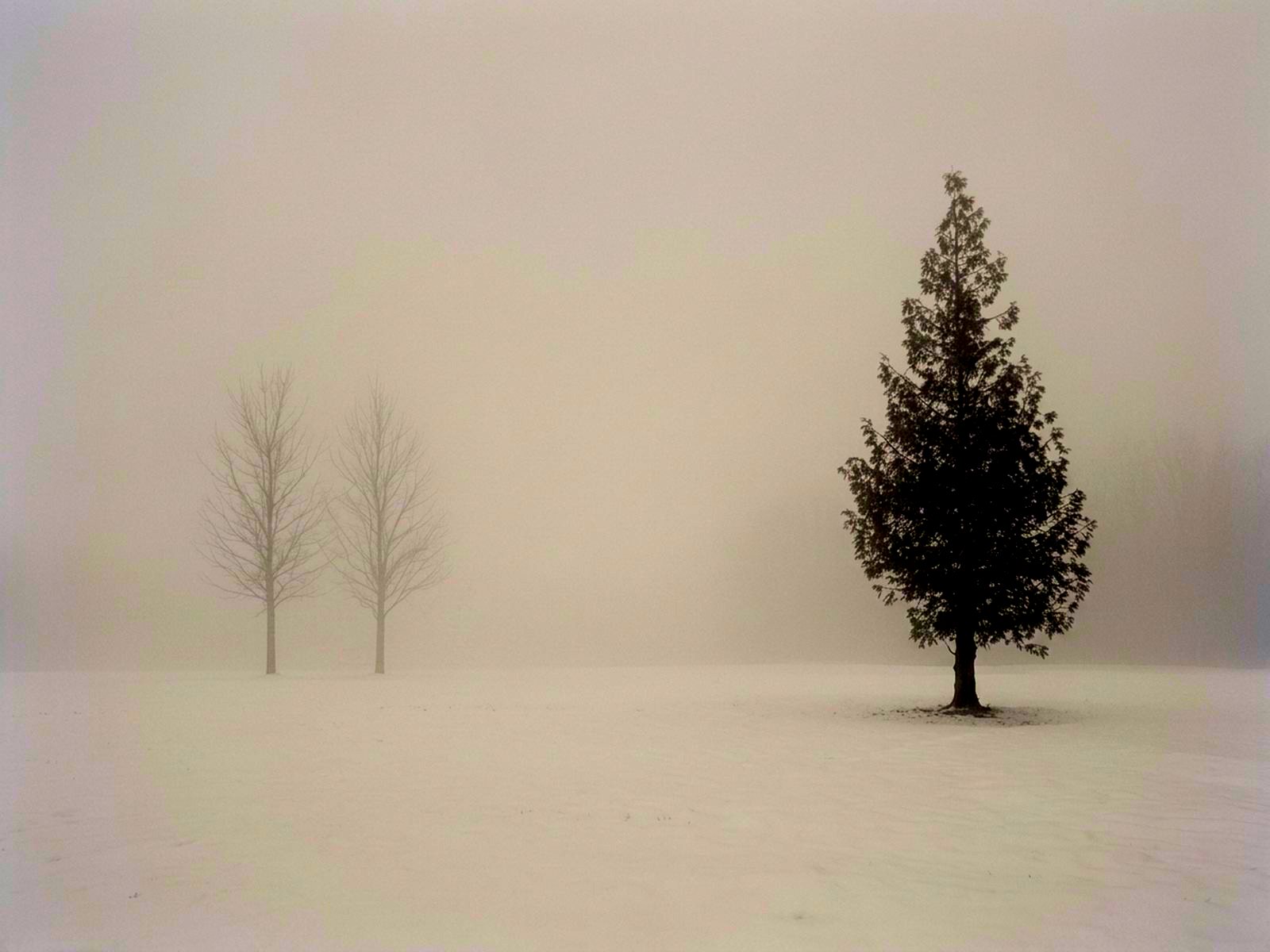 Eine Tanne auf verschneiter Ebene im Nebel – Sinnbild für Beständigkeit